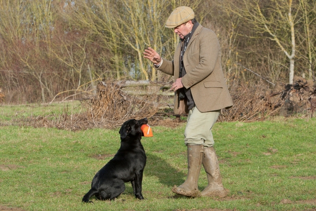 Gundog training