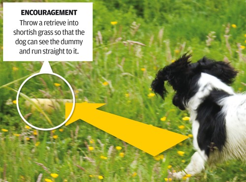 training a puppy lacking in confidence