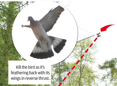 roost shooting pigeon tips 