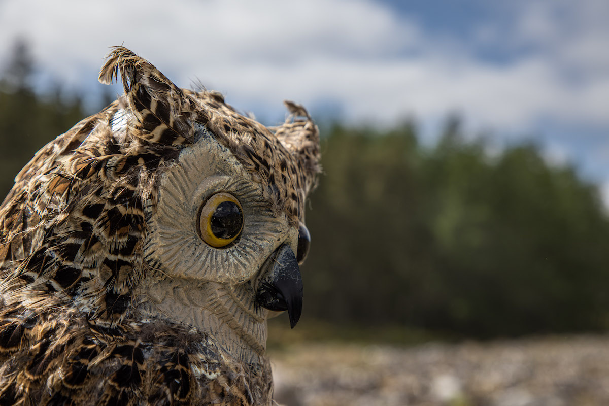 owl decoy