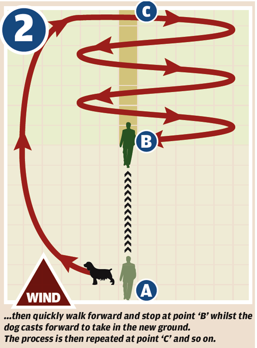 Gundog training - quartering