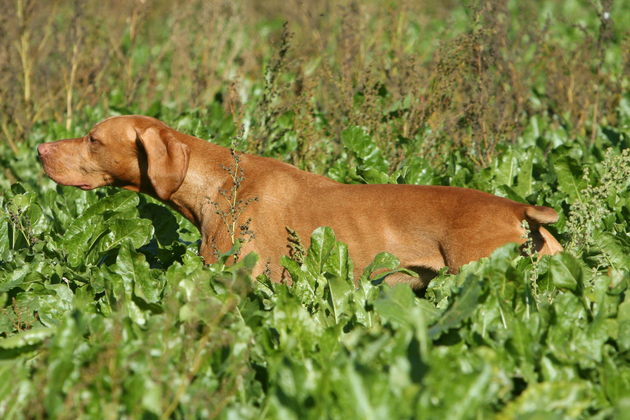 vizsla in field 