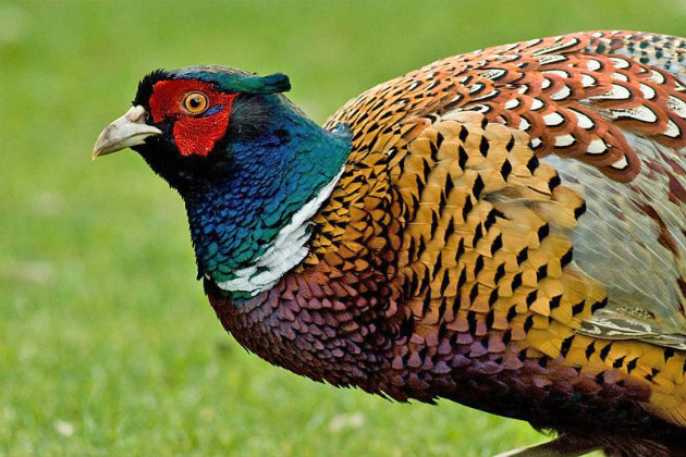 Sixty pheasants slaughtered in gruesome attack
