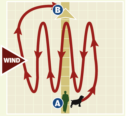 Gundog training - quartering