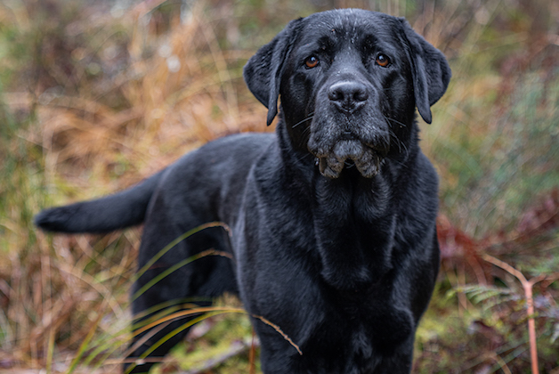 black Labrador
