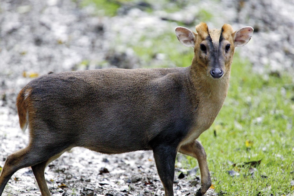Can Muntjac cast and grow antlers anytime?