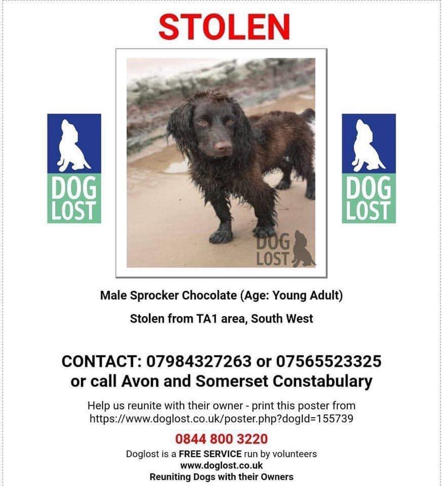 Dogs Lost 