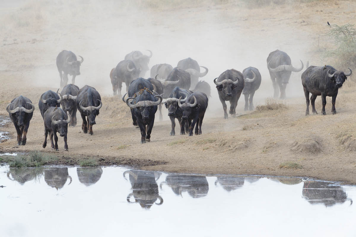 Trophy hunting bill comes to a halt in House of Lords