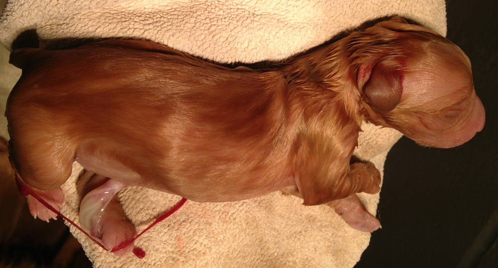Birthing dogs