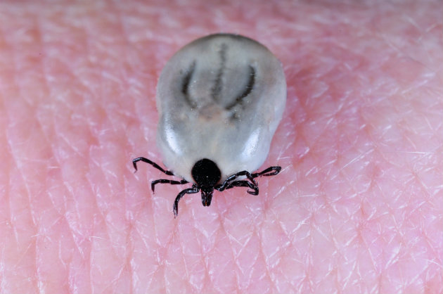 Lyme disease in dogs