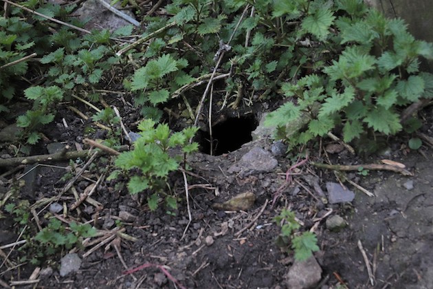 rat burrow