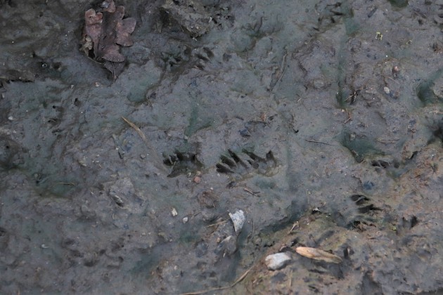 rat footprints