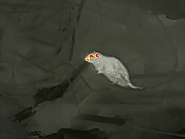 Spotting rats with thermal imagers