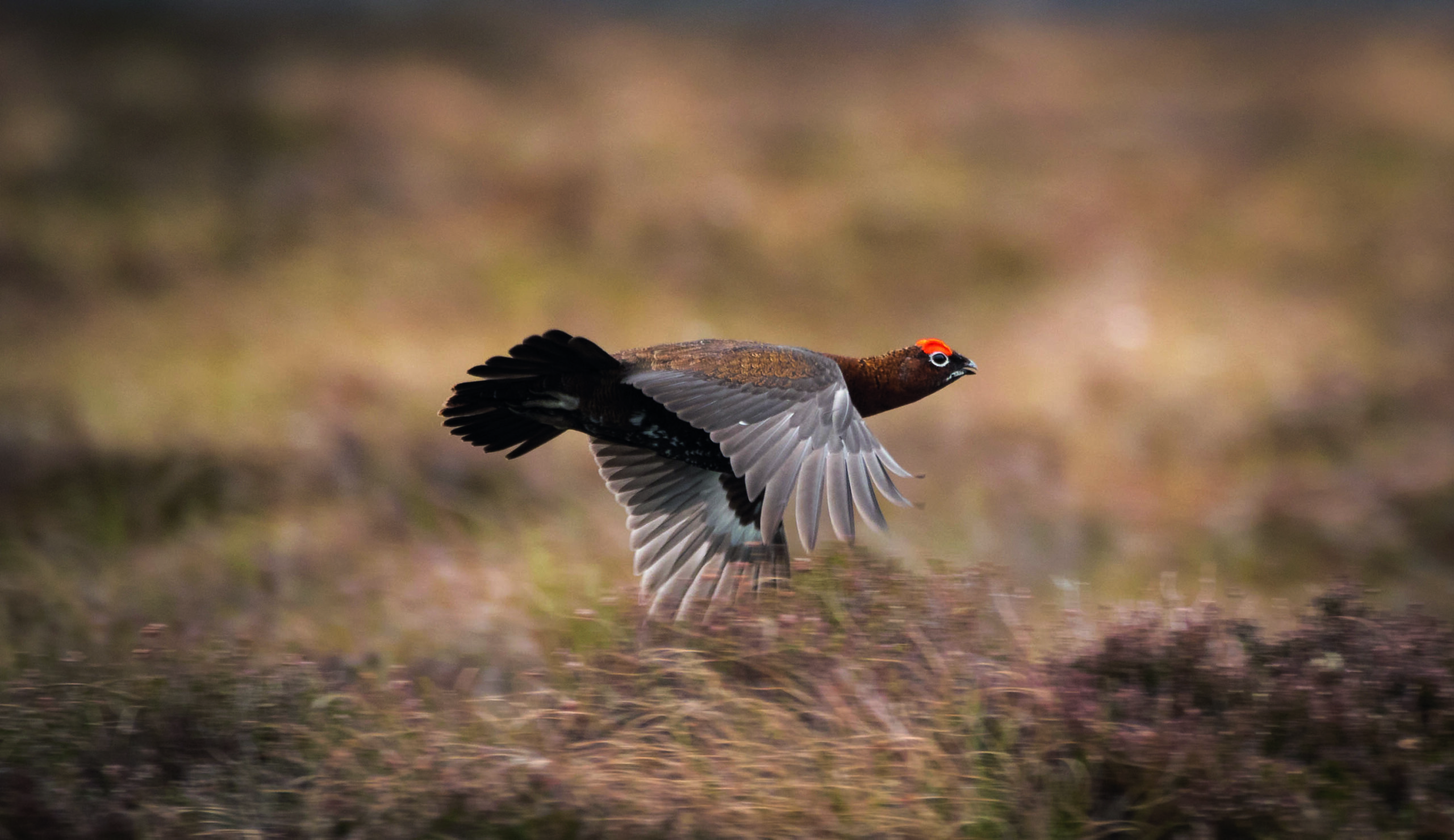 Grouse portal opens — but will it be in time, asks BASC