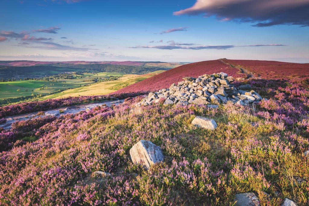Heather moorland the size of Birmingham is lost each year 