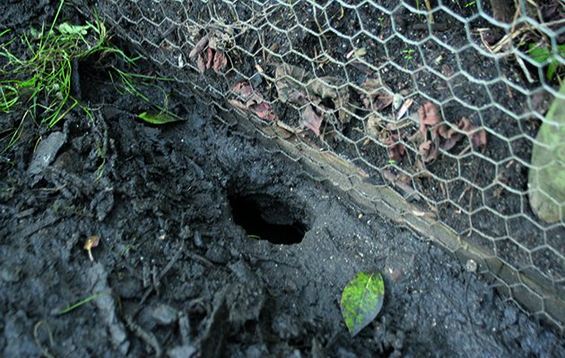 How to use an airgun for rat control
