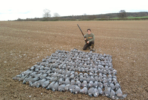 Some of the pigeon in my bag were a different type!
