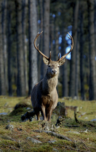 One of Alvie's resident red deer stags