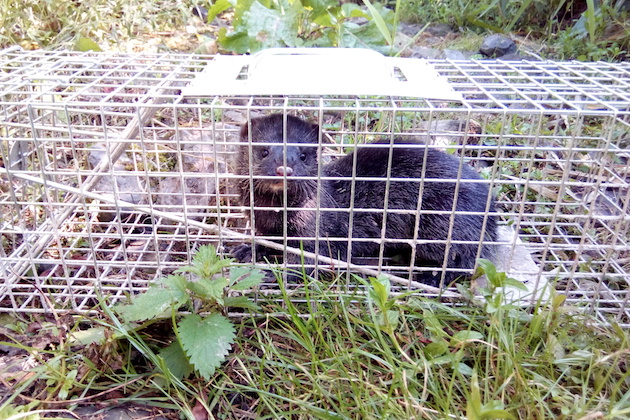 American mink in cage