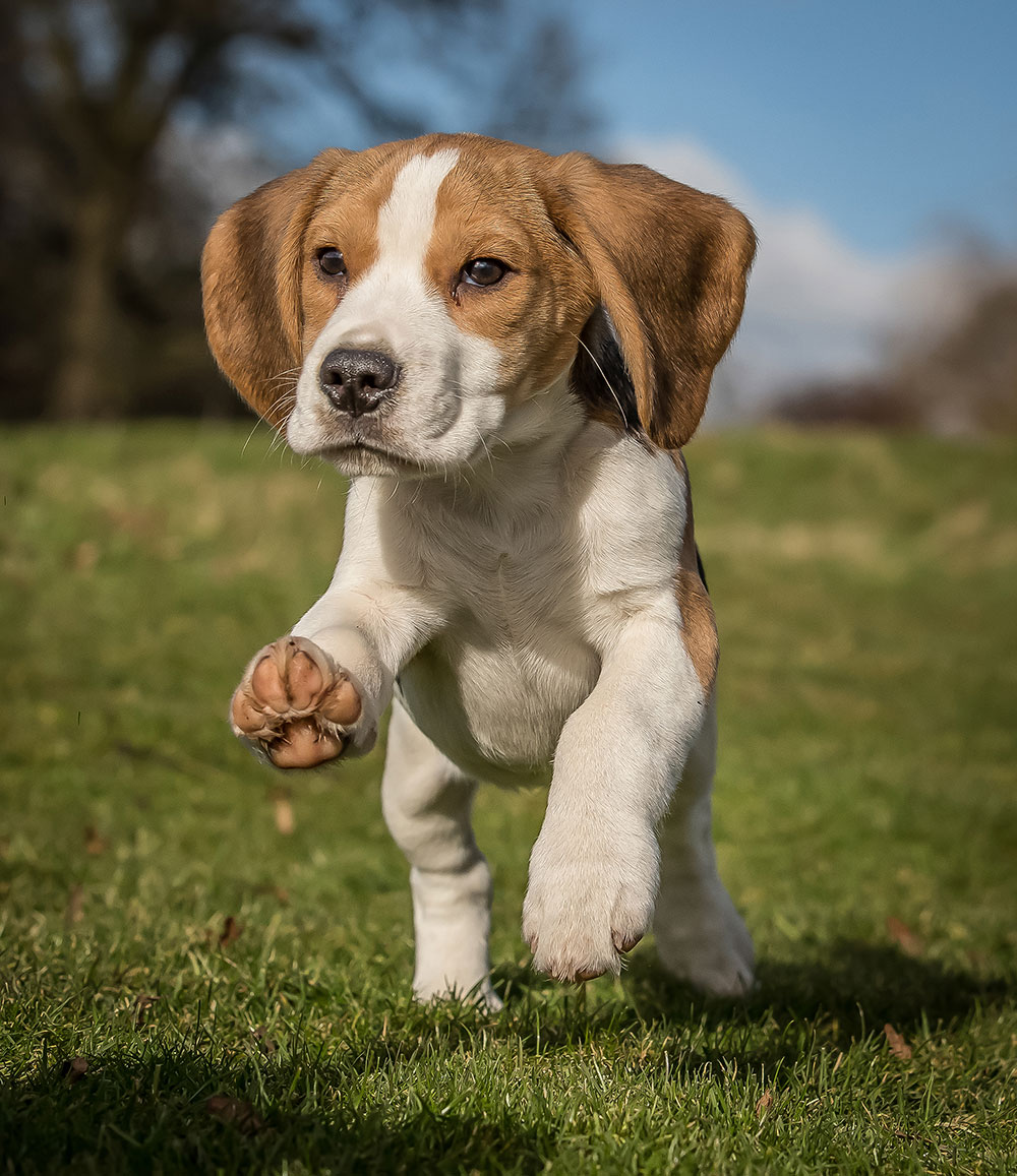 Andy Biggar Dogs use natural light