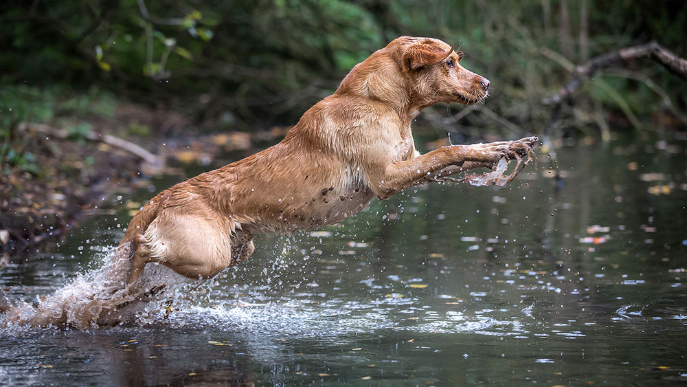 Andy Biggar dogs keep everything sharp