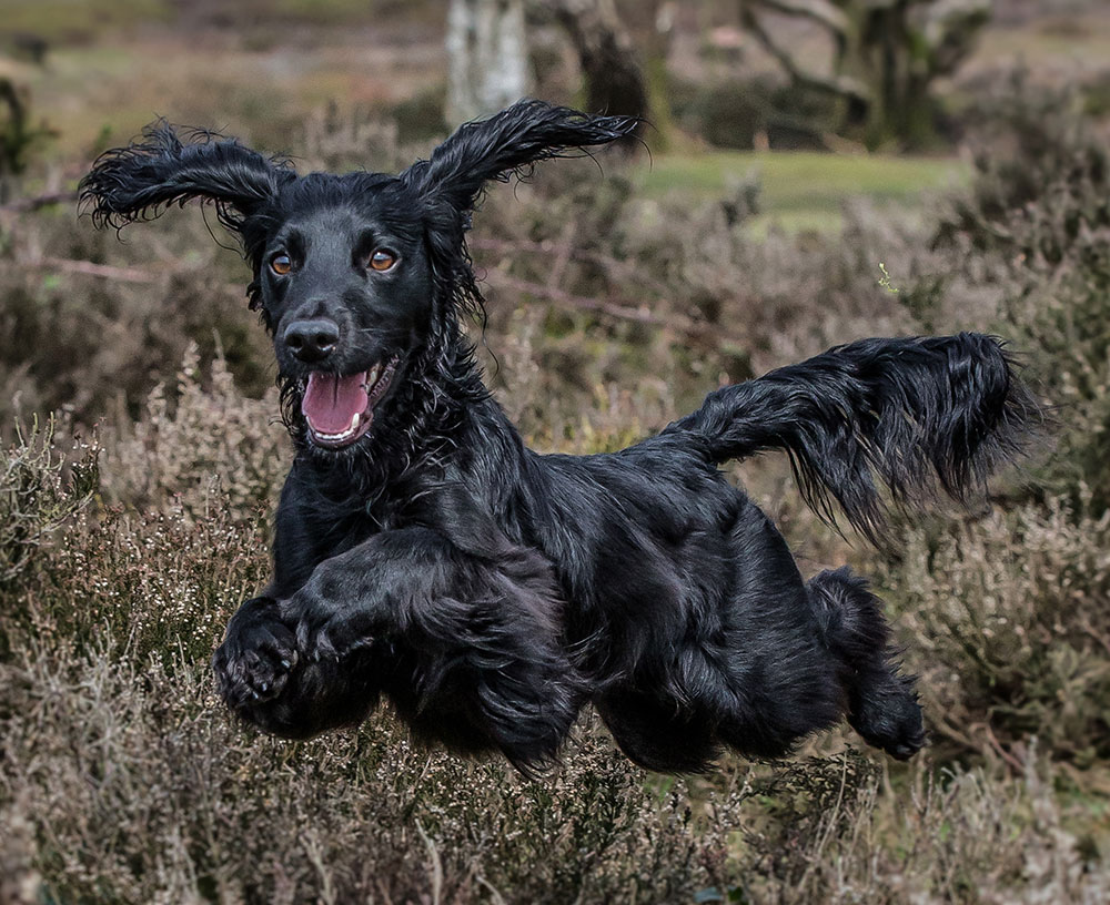 Andy Biggar dogs make the sessions fun