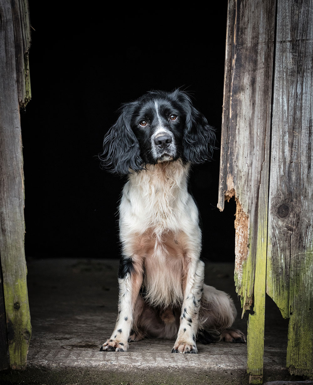 Andy Biggar dogs natural framing