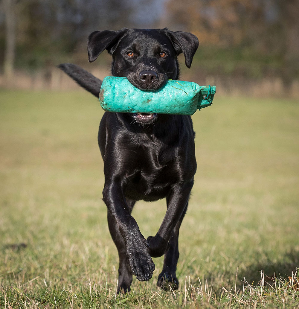 Andy Biggar dogs photographying black dogs