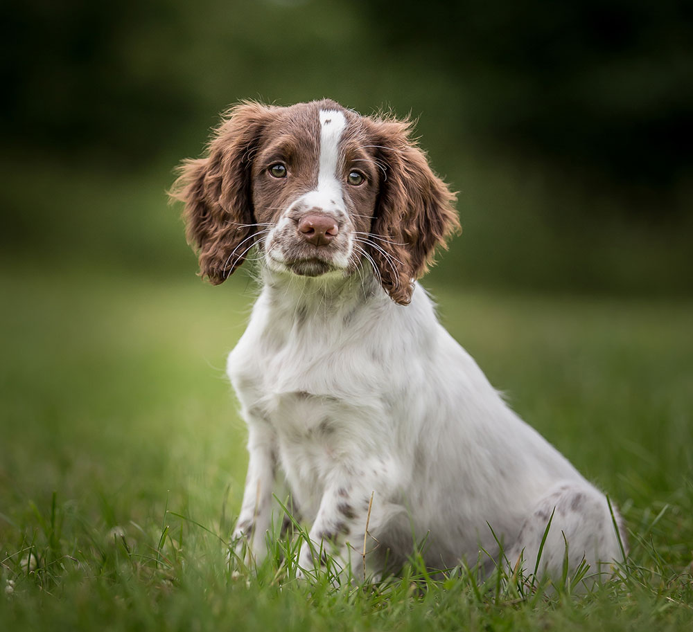 How to photograph your gundog like a pro