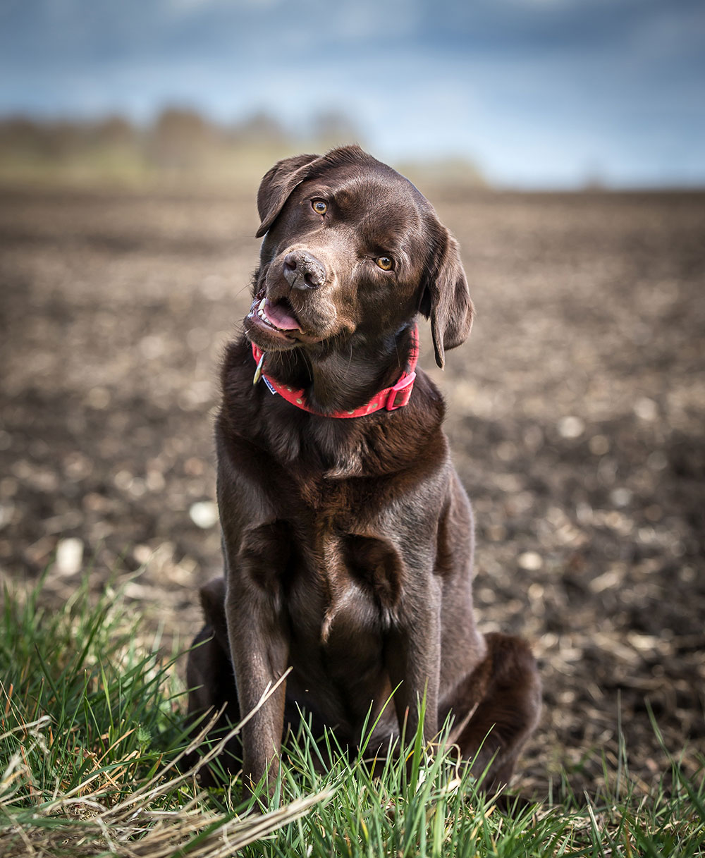 Andy Biggar dogs wide aperture