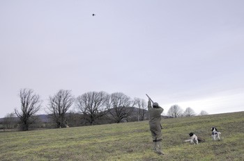 Game shooting in Arbigland, Dumfriesshire