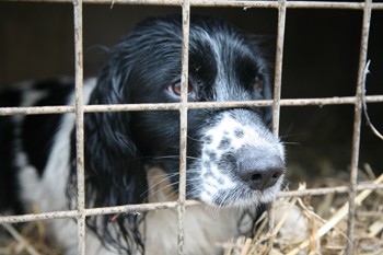 Why is my gundog an attention seeker?