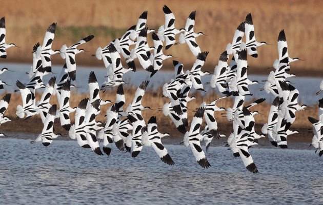 Britain&#8217;s wild birds in decline