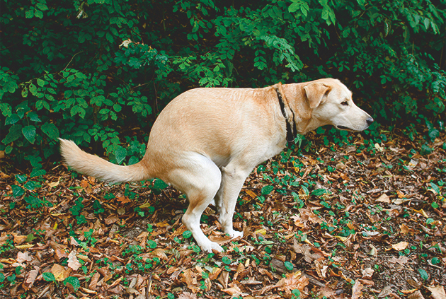 golden Labrador emptying bowels 