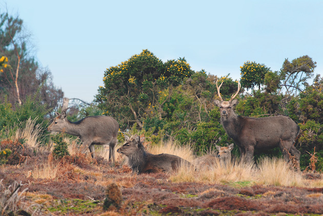 Why sika deer are posing a threat to our native reds