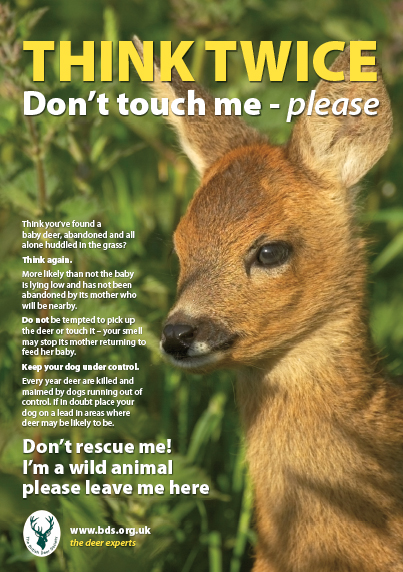 Leave fawns alone, pleads British Deer Society