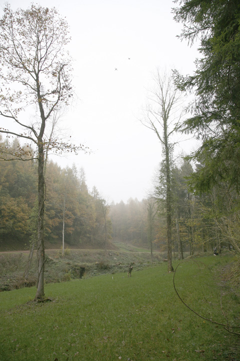 Pheasant shooting at Bishopswood Estate, Herefordshire