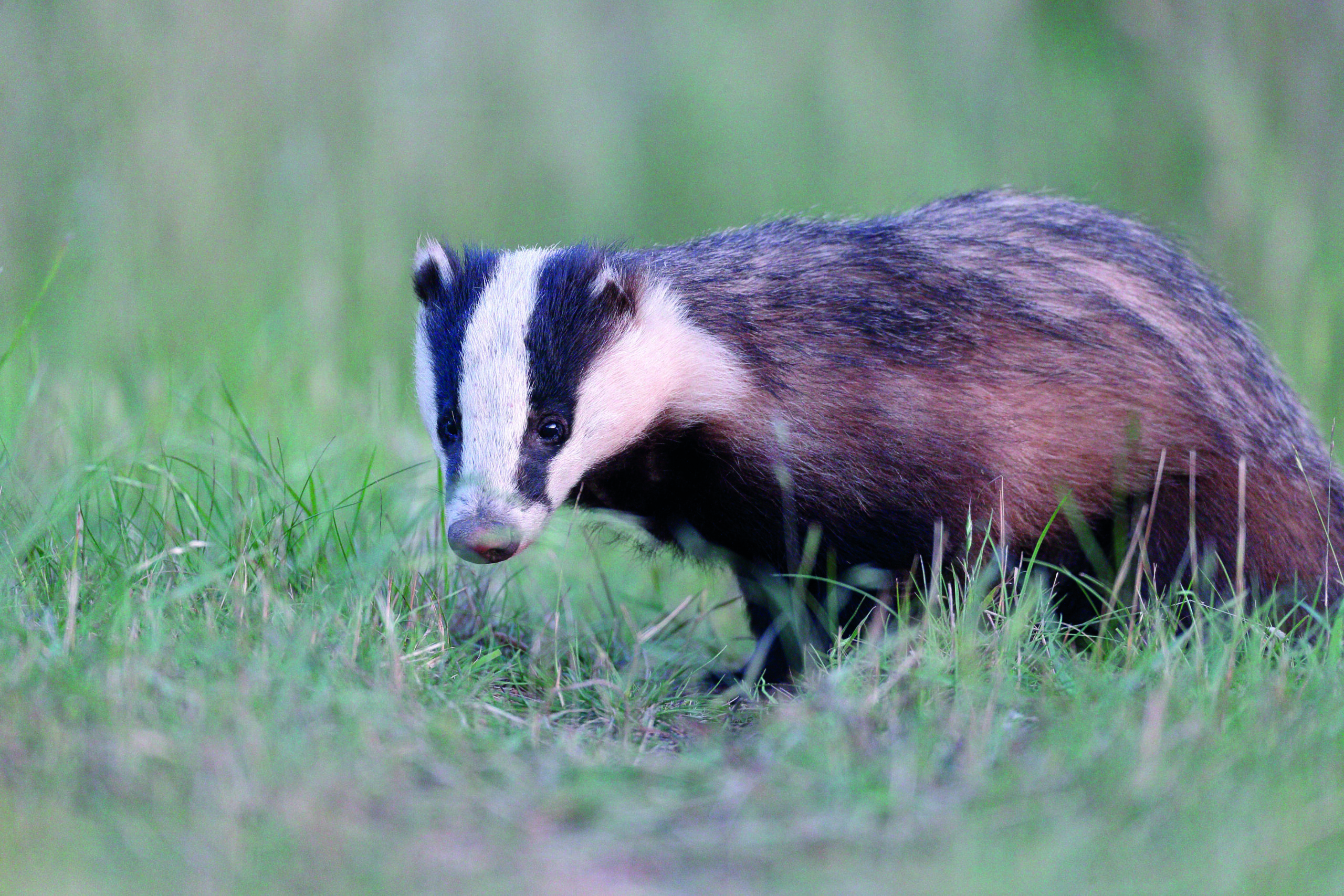 Labour promises to end the badger cull in England