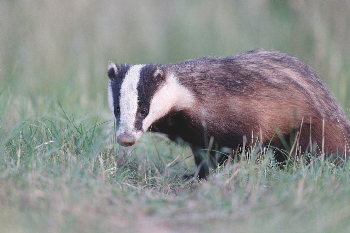MP calls for wild animals to be culled, not just badgers
