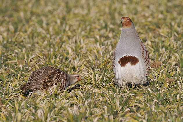 Help to save grey partridges by noting your numbers