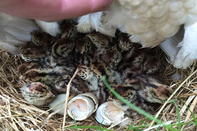 Scottish keepers restore wild grey partridges