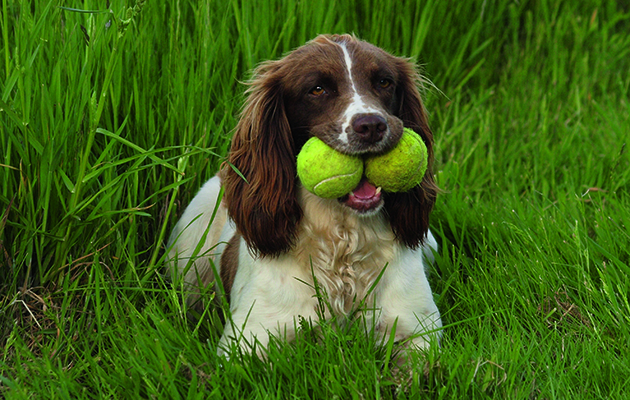 Meet devotee of springer spaniels, Barrie Hughes