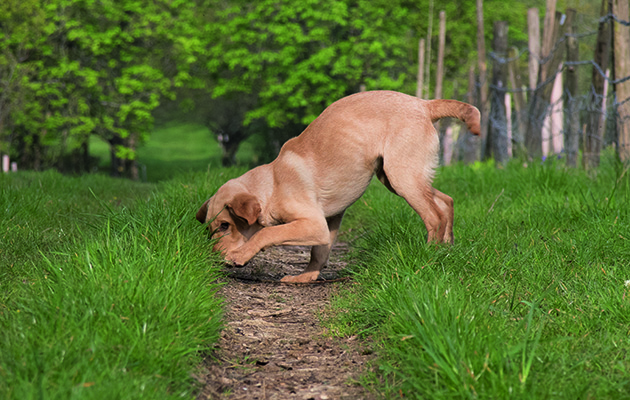 The retrieve needs to be on the tramline as Remy must be encourage to run out in straight lines
