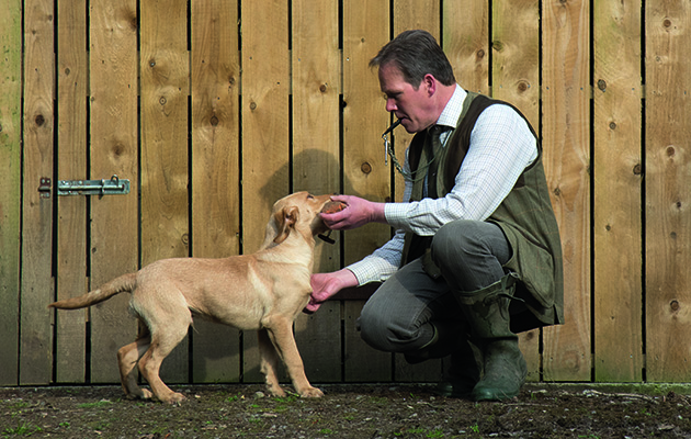 Stroking his chest will encourage the dog to lift his head and present a better delivery of the retrieve 