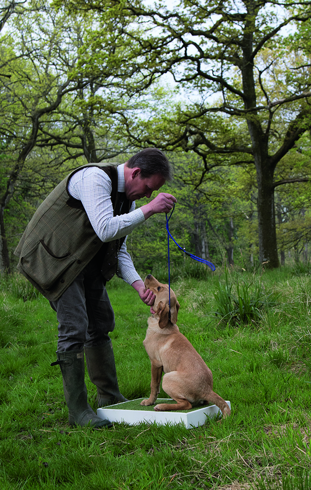 Neil introduces Remy to the place-board, getting him used to sitting on it while still on the lead