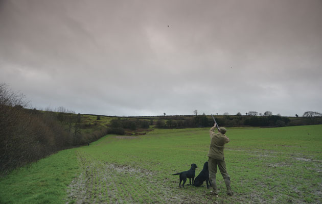 Batcombe shoot, pheasant and partridge shooting in Somerset