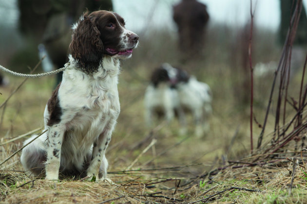 Springer spaniel in beating line