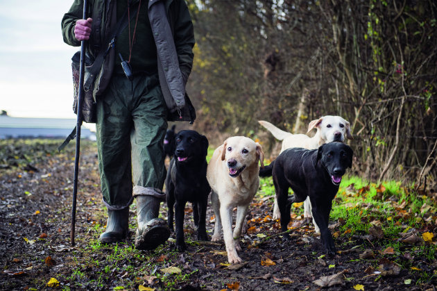 Gundogs with beater