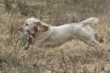How do I train my spaniel to be a good marker?