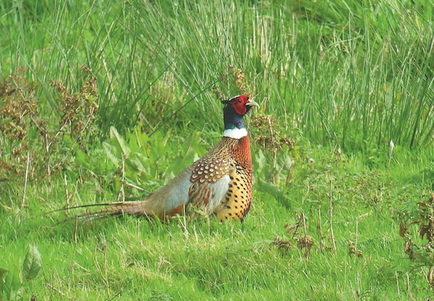 Estates should act to limit the number of dead poults